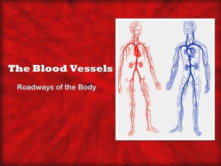 The Blood Vessels Roadways of the Body.