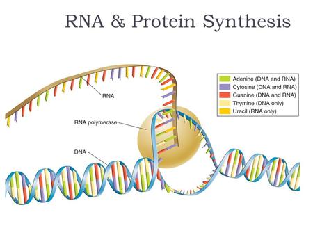 RNA & Protein Synthesis