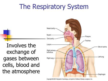 The Respiratory System