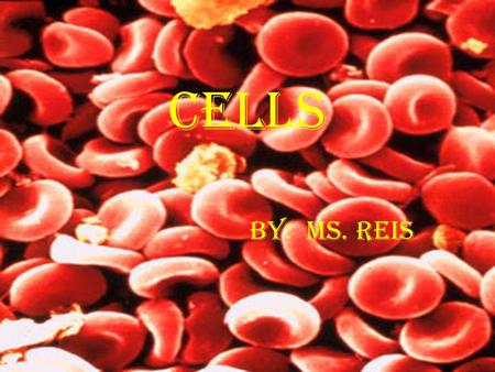 CELLS BY: MS. REIS. Prokaryotic Cells Does not have a “true” nucleus Lacks membrane bound organelles Usually unicellular Bacteria are prokaryotic.