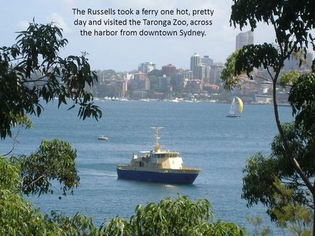 The Russells took a ferry one hot, pretty day and visited the Taronga Zoo, across the harbor from downtown Sydney.