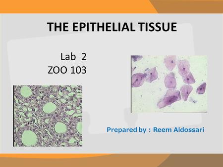 THE EPITHELIAL TISSUE Prepared by : Reem Aldossari Lab 2 ZOO 103.