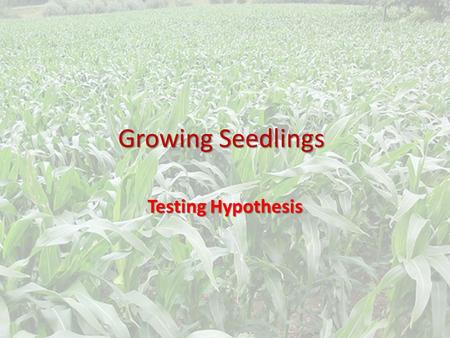 Growing Seedlings Testing Hypothesis. Germinating a Seed What is factors/conditions are needed (must be present) for a popcorn seed to germinate? What.