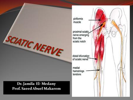 Dr. Jamila El- Medany Prof. Saeed Abuel Makarem