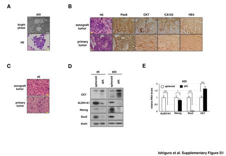 A B Pax8 CK7 CA125 HE4 HE xenograft tumor primary #20 bright phase HE