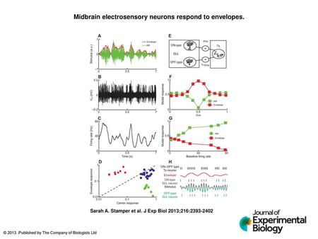 Midbrain electrosensory neurons respond to envelopes.