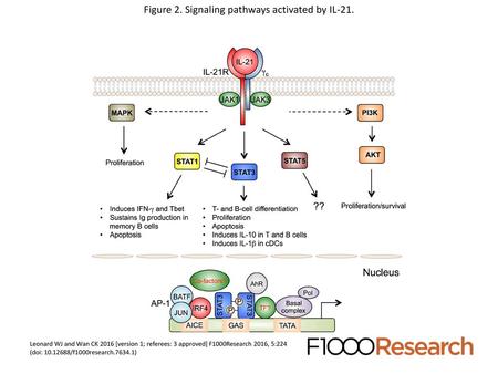 Figure 2. Signaling pathways activated by IL-21.