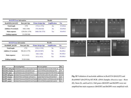 BrGGP2 Gene information BrGGP Gene information