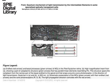 From: Quantum mechanism of light transmission by the intermediate filaments in some specialized optically transparent cells Neurophoton. 2016;4(1):011005.