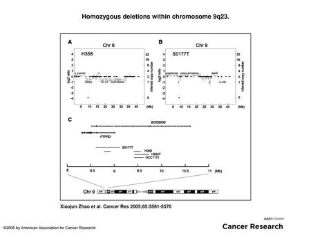 Homozygous deletions within chromosome 9q23.