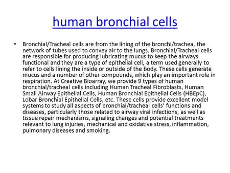 Human bronchial cells Bronchial/Tracheal cells are from the lining of the bronchi/trachea, the network of tubes used to convey air to the lungs. Bronchial/Tracheal.