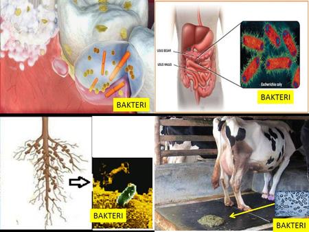 BAKTERI. CARA MEMPEROLEH MAKANAN AUTOTROF FOTOAUTOTROFKEMOAUTOTROFHETEROTROFSAPROBAPARASIT SIMBIOSIS MUTUALISME CARA HIDUP BAKTERI.