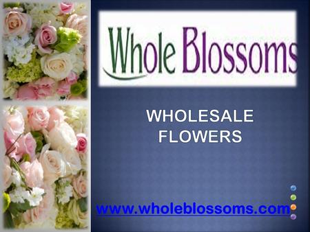 Wholesale Flowers - www.wholeblossoms.com