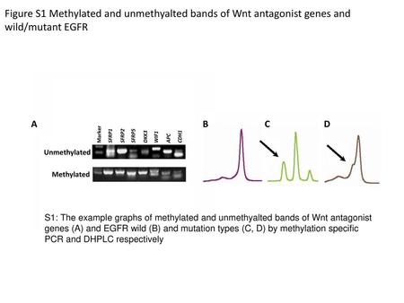 Marker SFRP1 SFRP2 SFRP5 DKK3 WIF1 APC CDH1 Unmethylated Methylated A