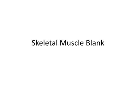 Skeletal Muscle Blank.