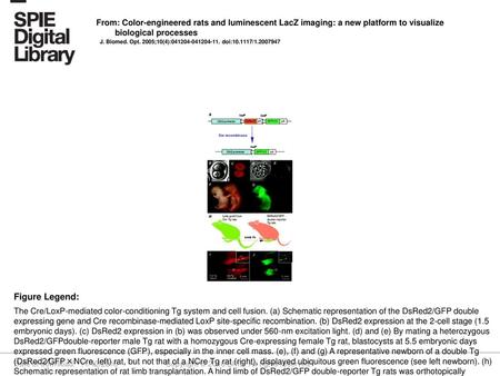 From: Color-engineered rats and luminescent LacZ imaging: a new platform to visualize biological processes J. Biomed. Opt. 2005;10(4):041204-041204-11.