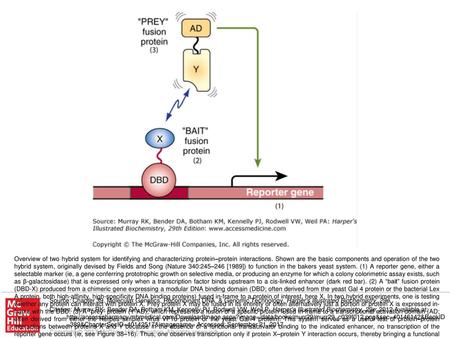 Overview of two hybrid system for identifying and characterizing protein–protein interactions. Shown are the basic components and operation of the two.