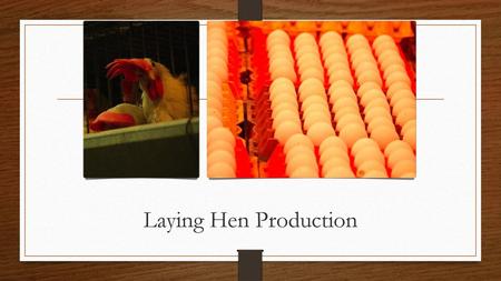 Laying Hen Production.