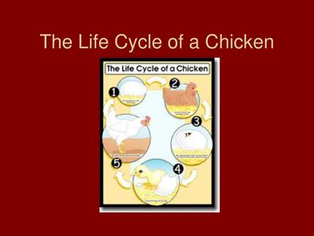 The Life Cycle of a Chicken