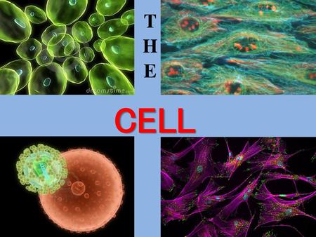 THE CELL.