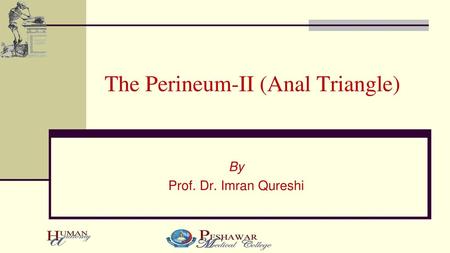 The Perineum-II (Anal Triangle)