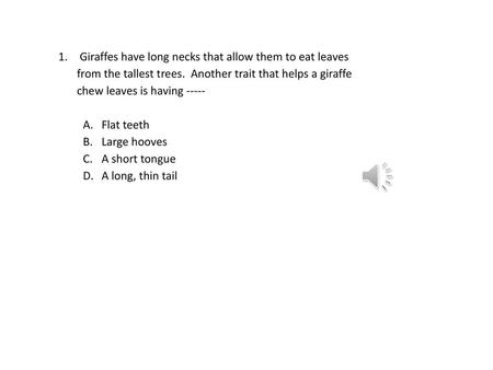 Giraffes have long necks that allow them to eat leaves from the tallest trees. Another trait that helps a giraffe chew leaves is having -----   Flat teeth.