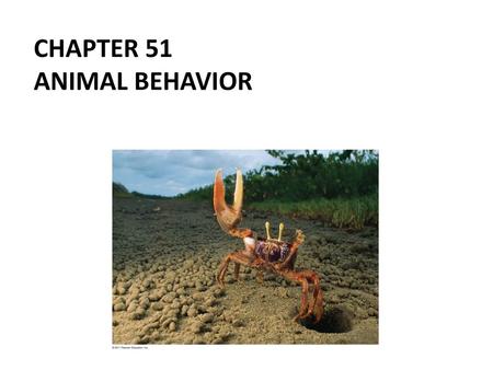 Chapter 51 Animal Behavior