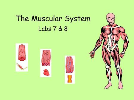 The Muscular System Labs 7 & 8.