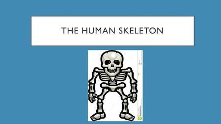 The Human skeleton.