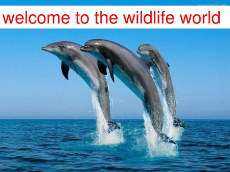 welcome to the wildlife world