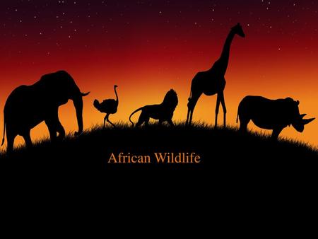 African Wildlife.