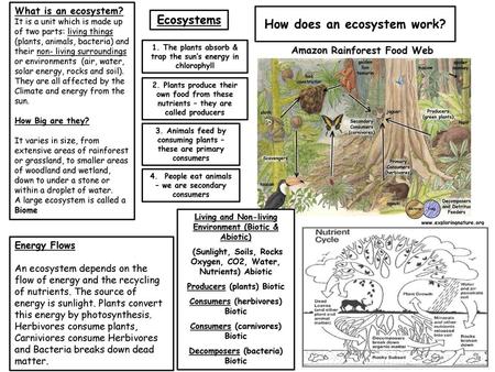 How does an ecosystem work?