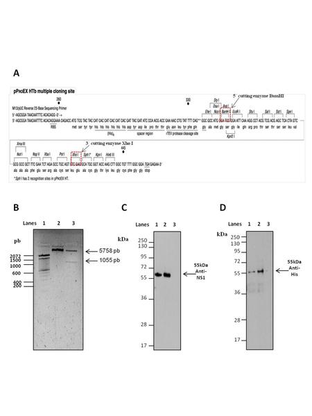 Figure S1. Production of recombinant NS1 protein