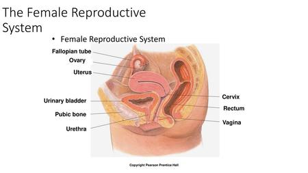 The Female Reproductive System