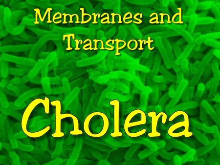 Cholera is an acute intestinal infection caused by the bacterium Vibrio cholerae