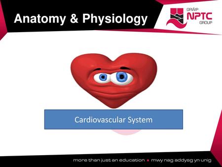 Cardiovascular System