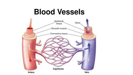 Blood Vessels.