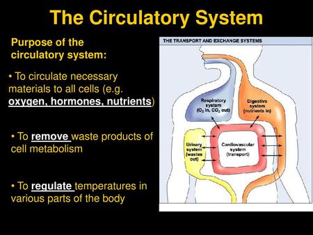 The Circulatory System