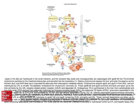 Lipids in the diet are hydrolyzed in the small intestine, and the resultant fatty acids and monoglycerides are repackaged with apoB-48 into TG-enriched.