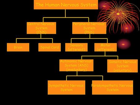 The Human Nervous System