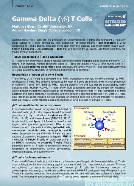 Gamma Delta (gd) T Cells