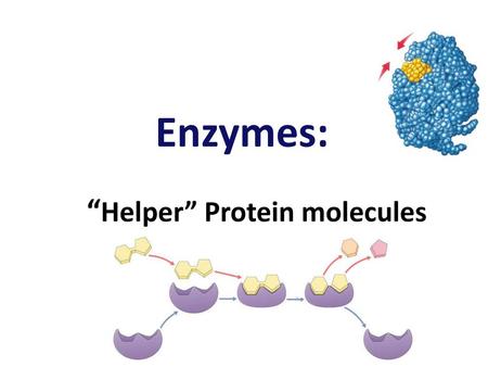 Enzymes: “Helper” Protein molecules