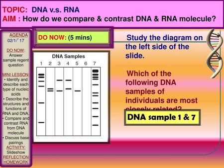 DNA sample 1 & 7 TOPIC: DNA v.s. RNA