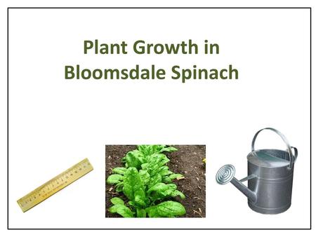 Plant Growth in Bloomsdale Spinach