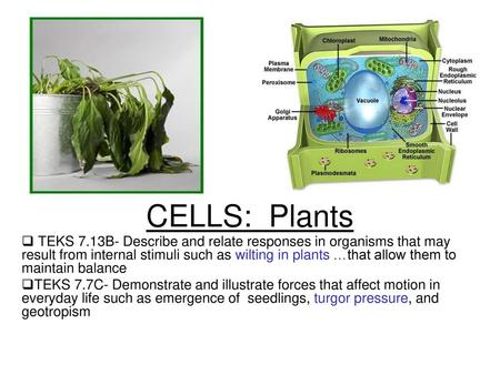 CELLS: Plants TEKS 7.13B- Describe and relate responses in organisms that may result from internal stimuli such as wilting in plants …that allow them.