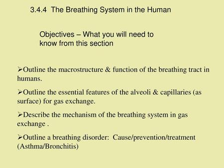 3.4.4 The Breathing System in the Human