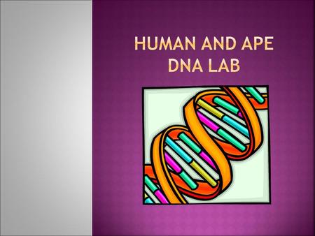 Human and Ape DNA Lab.