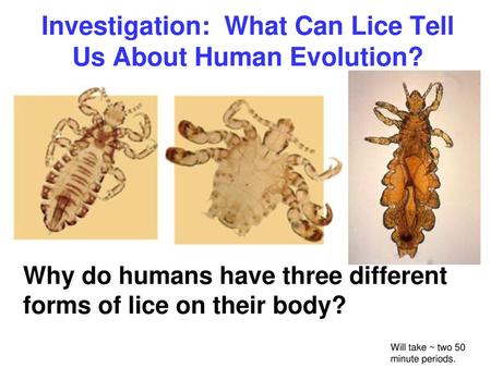 Investigation: What Can Lice Tell Us About Human Evolution?