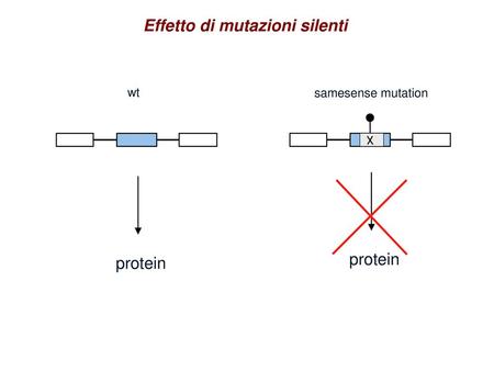 Effetto di mutazioni silenti