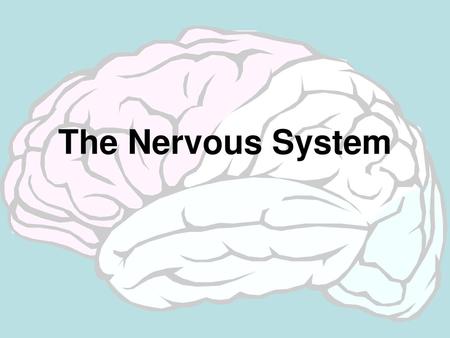 The Nervous System.